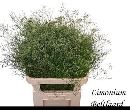 Lim Beltlaard