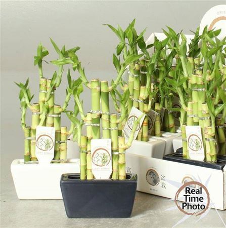 Dra Lucky Bamboo