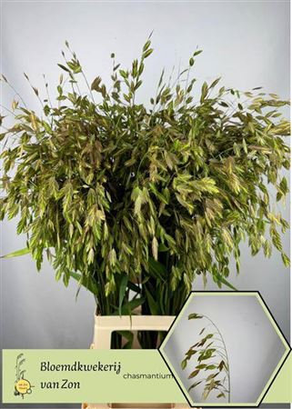 Chasmanthium Green