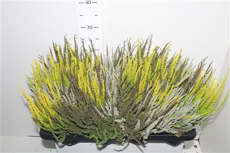 Callu Gg Trio Gi Gem