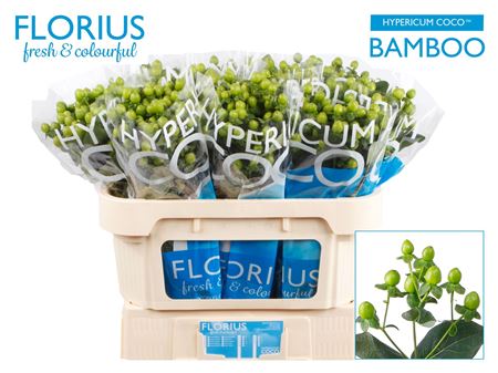 Hyp Coco Bamboo