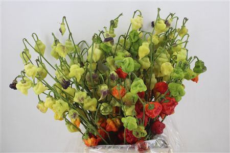 Pepers Campanella P Bunch