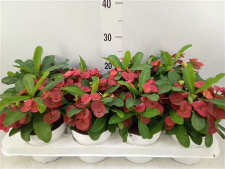 Euphorbia Milii 'cardinal'