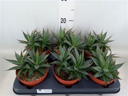 Agave 'shaka Koko' .