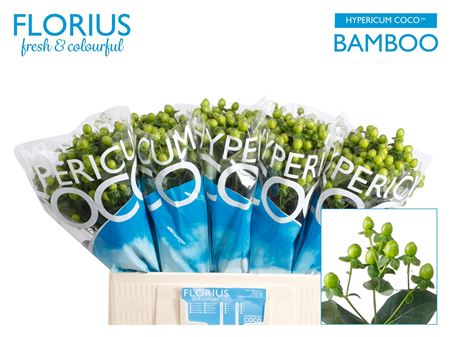 Hyp Coco Bamboo