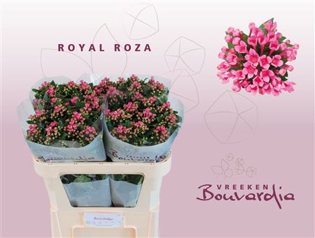 Bou En Roza
