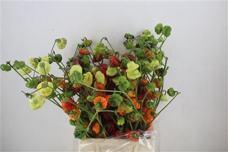 Pepers Campanella P Bunch