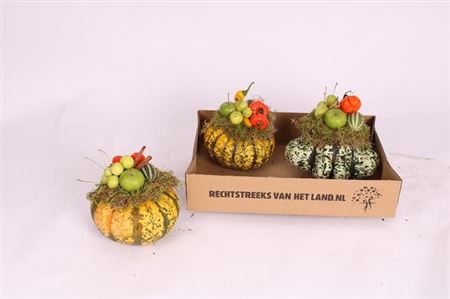 Cucurbita