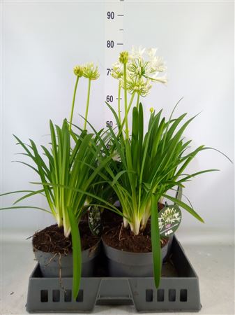 Agapanthus 'henrys White'
