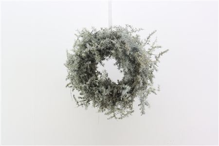 Wr Asparagus Wax Naturel White 23cm