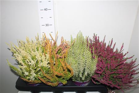 Callu Bl Gem 4 Srt Mix In Tray