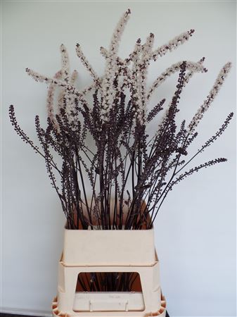 Actaea Sim Brunette