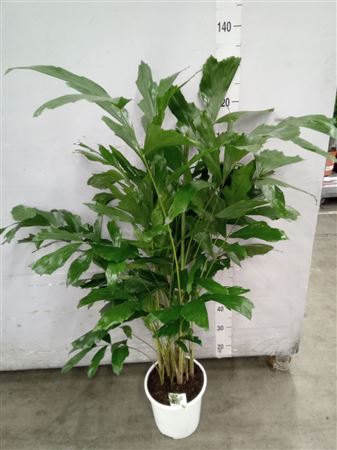 Caryota Mitis