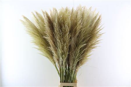 Cortaderia Evita 120cm