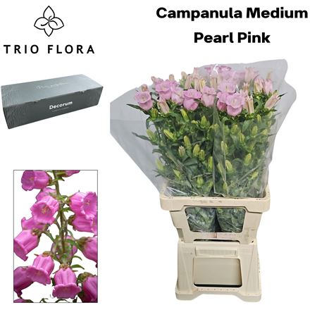 Camp M Cam Pear Pink