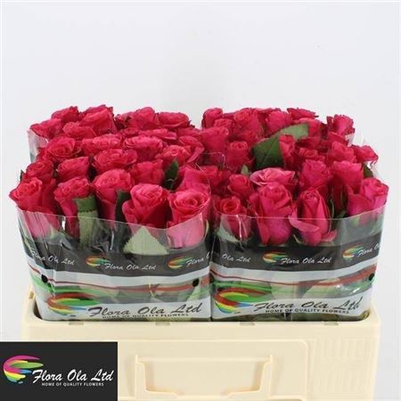 R Gr Pink Tacazzi+