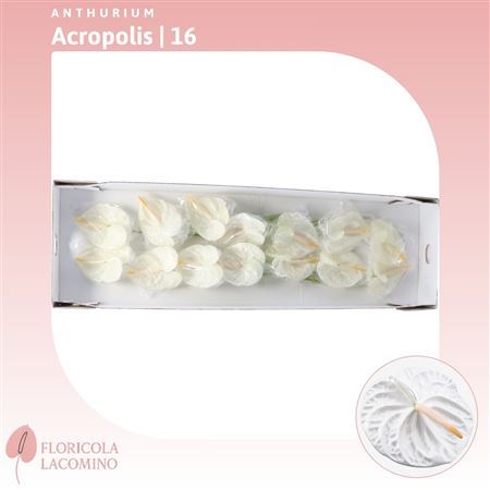 Anth A Acropolis