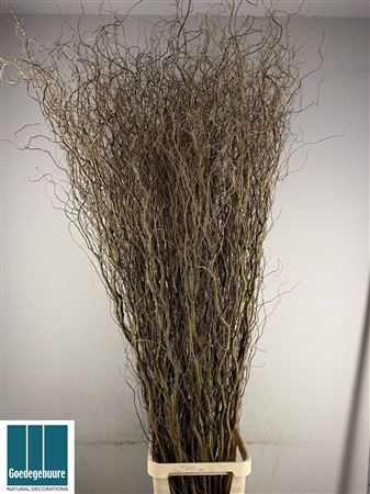 Salix B Tortuosa