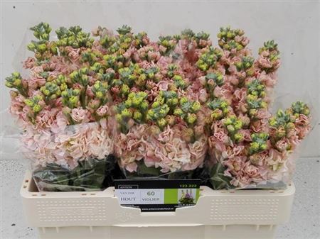 Matth Impala Apricot