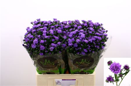 Ast Astee Dark Milka