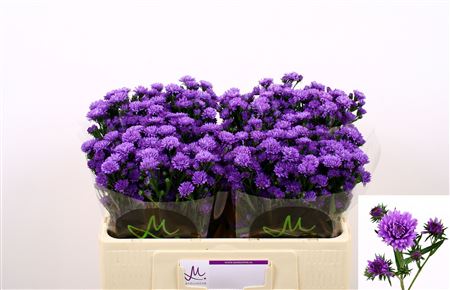 Ast Astee Dark Milka