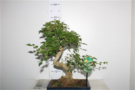 Bonsai Ligustrum Sinense