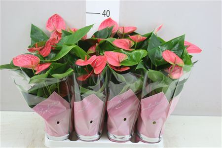 Anth An Roze