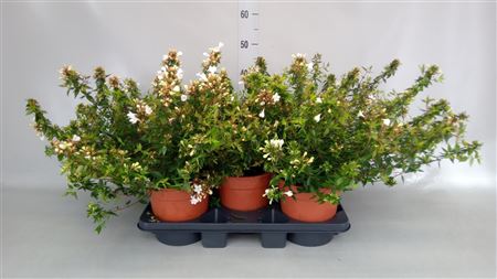 Abelia Grandiflora wit zwaar XXL