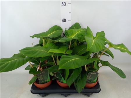 Adelonema Crinipes Crinipes