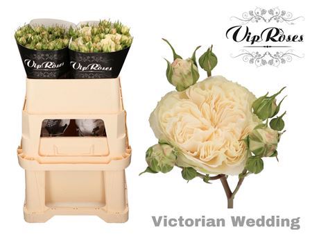 R Tr Victor Wedding+