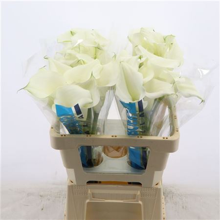 Calla Pure Art