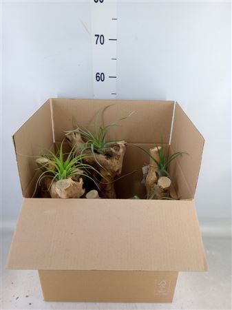 Arr. Tillandsia H% Coffeawood and 3 tilliandsia's