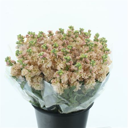 Matth Incana Iron Apricot Extra
