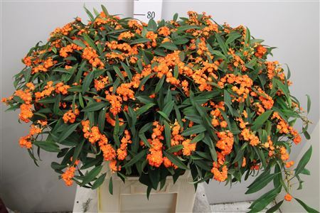 Euph F T Queen Orang