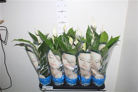 Spath Alana 3+