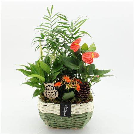Arr. Anthurium H% HECR-2550 Autumn Essentials