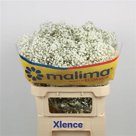Gyps Pa Xlence Ec.