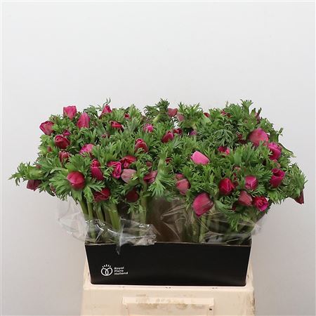 Anem Co Mar Cerise N L