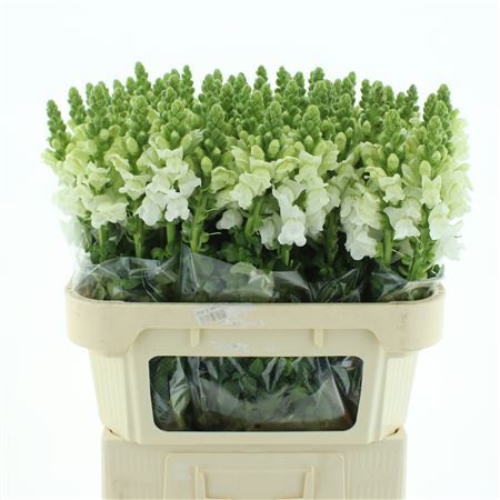 Antir Poto Ivory Wh
