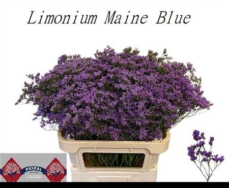 Lim Maine Blue