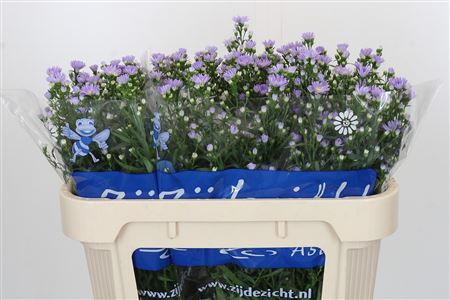 Aster Cassandra