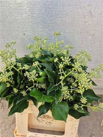 Hedera H Erecta