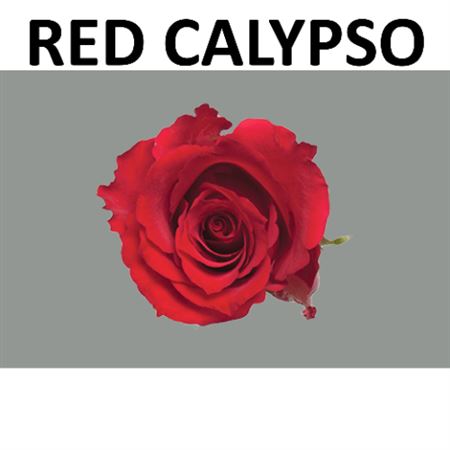 R Kl Red Calypso Boxes (v)