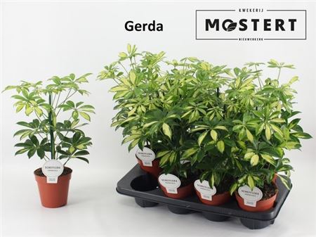 Schef Ar Gerda
