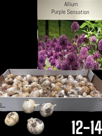 Allium Bol