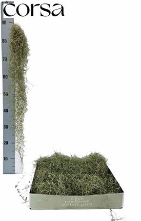 Till Usneoides