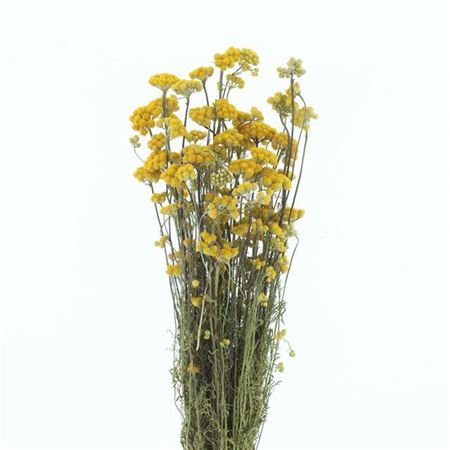 Lonas Annua Gold