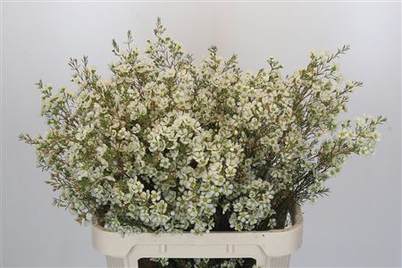 Chamelaucium Ivory Pearl