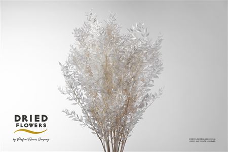Dried Bleached Ruscus