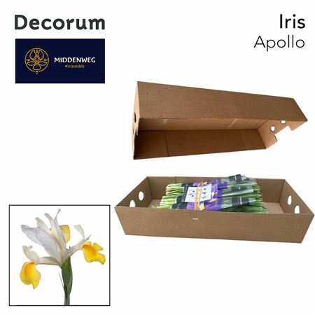 Iris Apollo